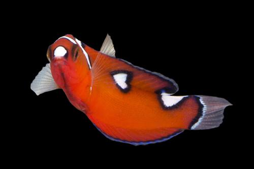 picture of Red Coris Wrasse Juvenile Sml                                                                        Coris gaimard