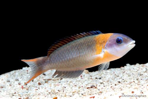 picture of Saddle Wrasse Hawaii Sml                                                                             Thalassoma duperreyi