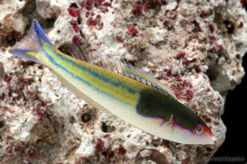 picture of Slender Black Hat Wrasse Sml                                                                         Pseudojuloides severnsi