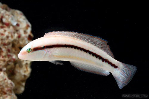 picture of Slippery Dick Wrasse Med                                                                             Halichoeres bivittatus