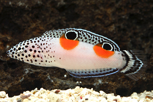 picture of Twin Spot Coris Wrasse Adult Tny                                                                     Coris aygula