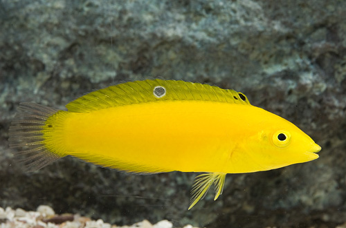 picture of Yellow Coris Wrasse Sml                                                                              Halichoeres chrysus