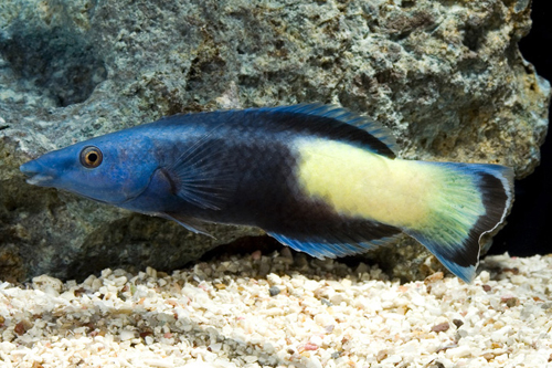 picture of Multicolor Cleaner Wrasse Lrg                                                                        Labroides pectoralis