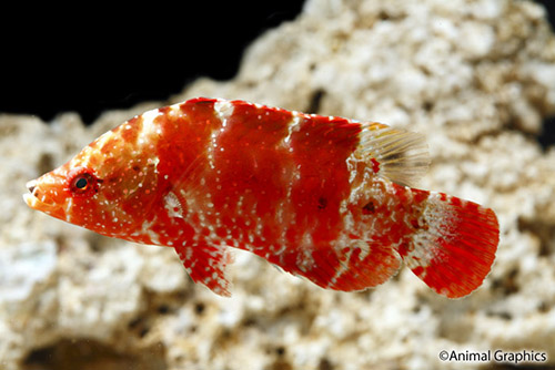 picture of Maori Snooty Wrasse Sml                                                                              Cheilinus oxycephalus