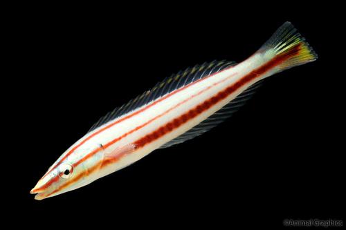 picture of Red Cigar Wrasse Med                                                                                 Hologymnosus rhodonotus