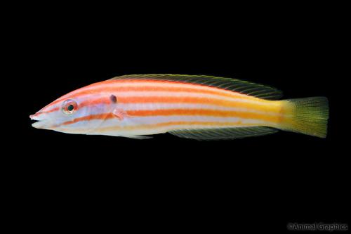 picture of Red Cigar Wrasse Lrg                                                                                 Hologymnosus rhodonotus