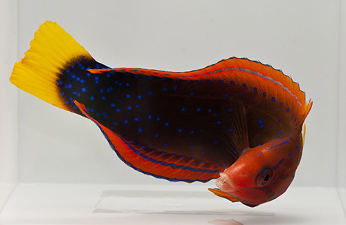 picture of Red Coris Wrasse Adult Lrg                                                                           Coris gaimard