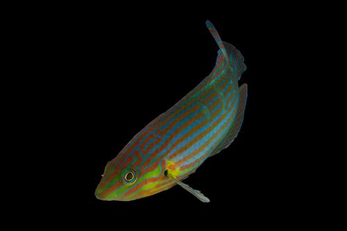 picture of Hoeven's / Melanurus Wrasse Fiji Med                                                                 Halichoeres melanurus