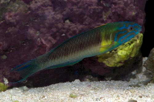 picture of Newton's Ornate Wrasse Male Med                                                                      Thalassoma newtoni