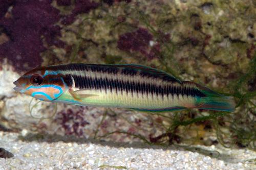 picture of Newton's Ornate Wrasse Female Med                                                                    Thalassoma newtoni