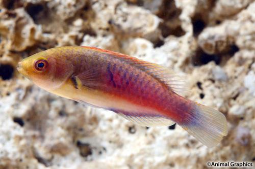 picture of Blue Side Fairy Wrasse Lrg                                                                           Cirrhilabrus cyanopleura