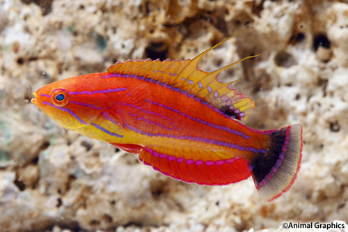 picture of Carpenter's Flasher Wrasse Med                                                                       Paracheilinus carpenteri