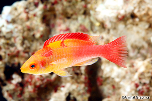 picture of Debelius' Fairy Wrasse Sml                                                                           Cirrhilabrus adornatus