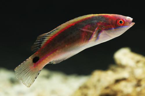 picture of Exquisite Fairy Wrasse Australia Sml                                                                 Cirrhilabrus exquisitus