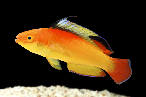 picture of Flame Wrasse Hawaii Male Sml                                                                         Cirrhilabrus jordani