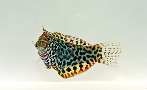 picture of Leopard Wrasse Sml                                                                                   Macropharyngodon meleagris