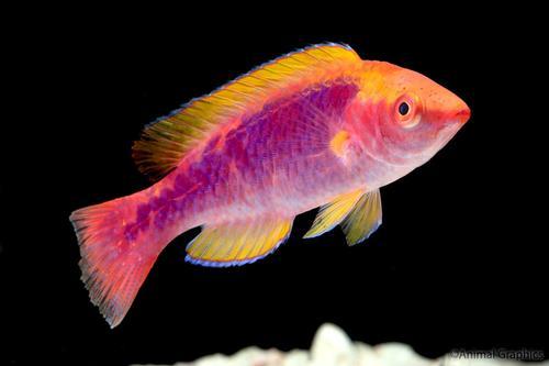 picture of Lubbock's Fairy Wrasse Med                                                                           Cirrhilabrus lubbocki