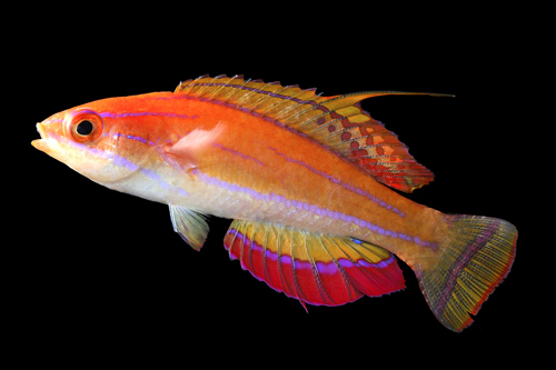 picture of McCosker's Fairy Wrasse Lrg                                                                          Paracheilinus mccoskeri