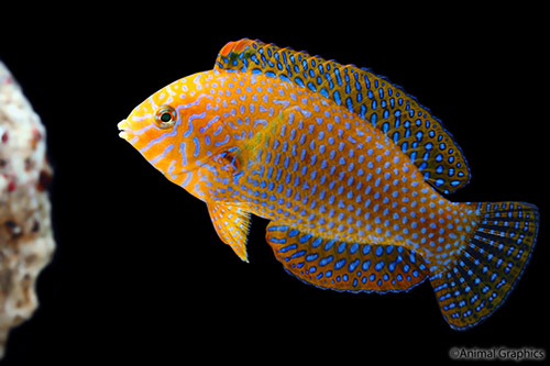 picture of Potters Leopard Wrasse Hawaii Sml                                                                    Macropharyngodon geoffroyi