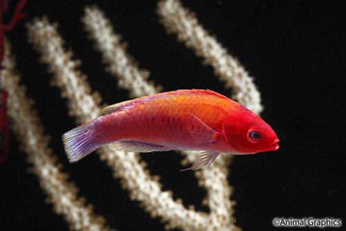 picture of Tono's Fairy Wrasse Lrg                                                                              Cirrhilabrus tonozukai