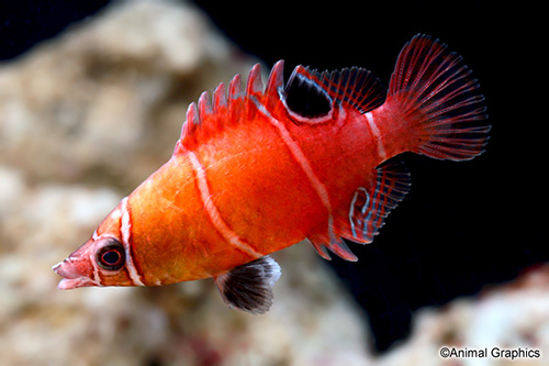 picture of Yellow Banded Possum Wrasse Sml                                                                      Wetmorella nigropinnata