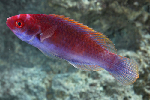 picture of Whip Fin Fairy Wrasse Male Lrg                                                                       Cirrhilabrus filamentosus