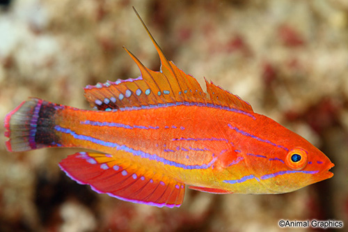 picture of Filament Fin Fairy Wrasse Male Med                                                                   Paracheilinus filamentosus