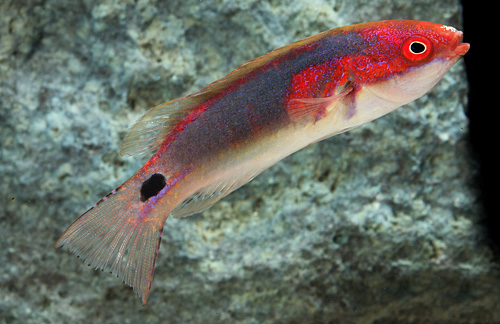 picture of Exquisite Fairy Wrasse Bali Sml                                                                      Cirrhilabrus exquisitus