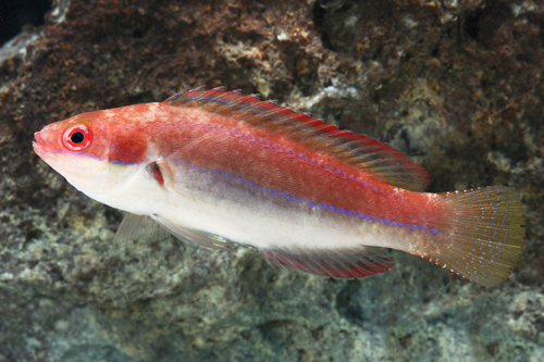 picture of Temminckii Fairy Wrasse Male Med                                                                     Cirrhilabrus temmincki