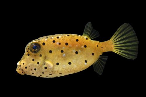 picture of Scrawled Cowfish Atlantic Tny                                                                        Lactophrys quadricornis