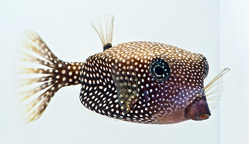 picture of Black Boxfish Lrg                                                                                    Ostracion meleagris