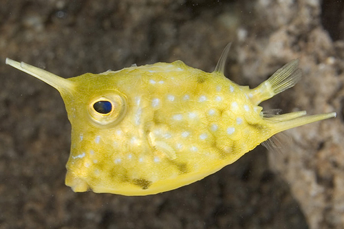 picture of Longhorn Cowfish Med                                                                                 Lactoria cornuta