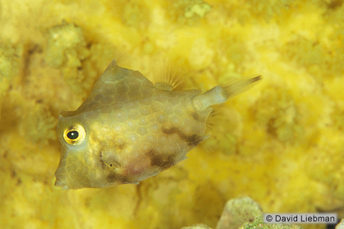 picture of Thornback Cowfish Sml                                                                                Lactoria fornasini