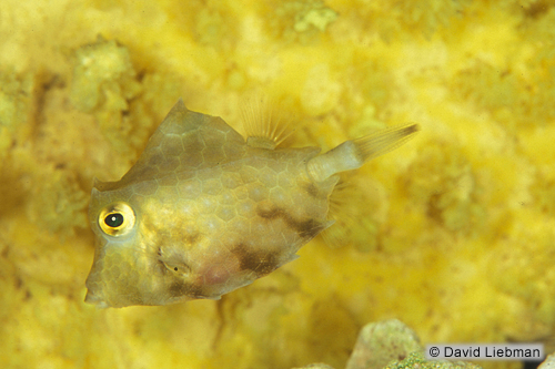 picture of Thornback Cowfish Med                                                                                Lactoria fornasini