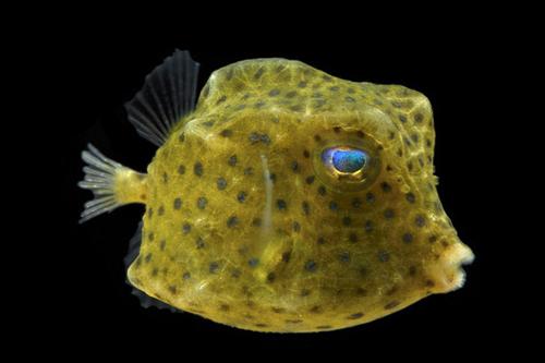 picture of Boston Bean Cowfish Tny                                                                              Lactophrys sp.