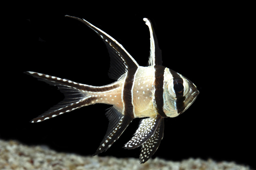 picture of Bangaii Cardinal Sml                                                                                 Pterapogon kauderni