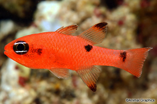 picture of Flame Cardinal Sml                                                                                   Apogon maculatus