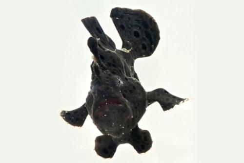 picture of Black Frogfish Lrg                                                                                   Antennarius commersonii