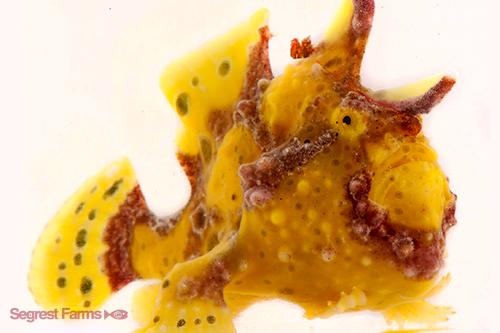 picture of Colored Wartskin Frogfish Tny                                                                        Antennarius maculatus