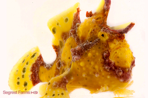 picture of Colored Wartskin Frogfish Lrg                                                                        Antennarius maculatus