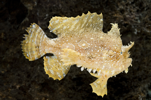 picture of Sargassum Frogfish Sml                                                                               Histrio histrio histrio