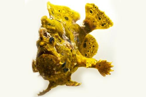 picture of Assorted Ordinary Frogfish Xlg                                                                       Antennarius spp.