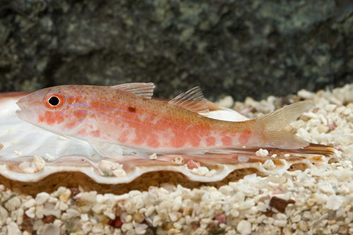 picture of Assorted Goatfish Bali Lrg                                                                           Upeneus tragula