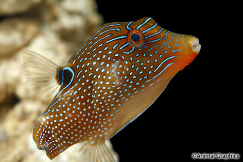 picture of Bennett's Puffer Lrg                                                                                 Canthigaster bennetti