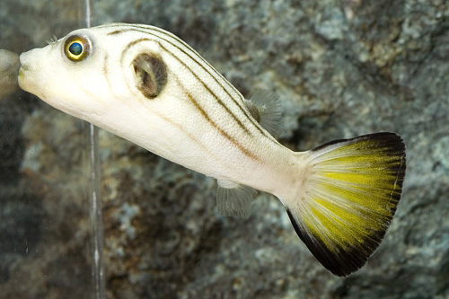 picture of Stars & Stripes Puffer I/O Med                                                                       Arothron manilensis