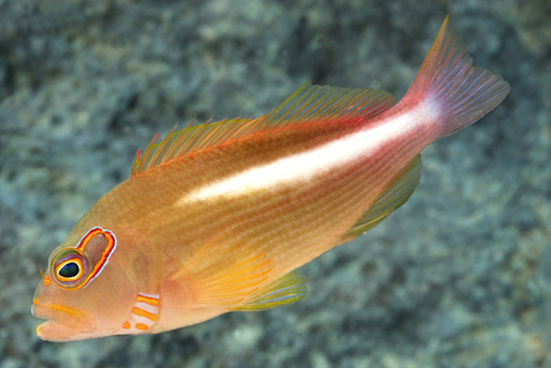 picture of Arc Eye Hawkfish Hawaii Med                                                                          Paracirrhites arcatus