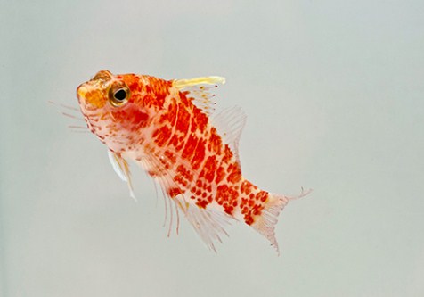 picture of Geometric Pygmy Hawkfish Sml                                                                         Plectrantias inemis