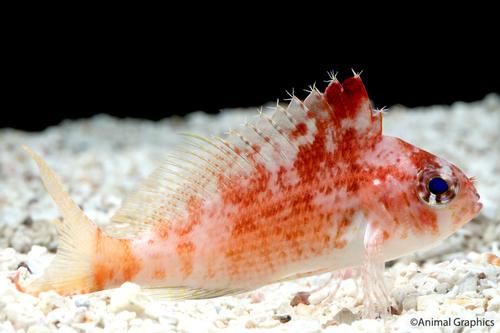 picture of Lyretail Hawkfish Med                                                                                Cyprinocirrhites polyactis