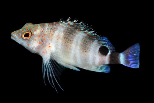 picture of Red Stripe Hawkfish Hawaii Sml                                                                       Amblycirrhitus pinos