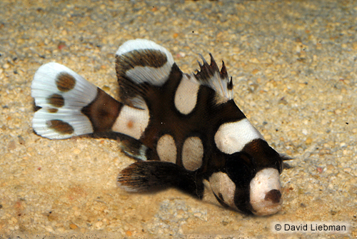 picture of Harlequin Sweetlips Lrg                                                                              Plectorhinchus chaetodonoides